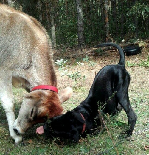 Cane corso z Jerseyką